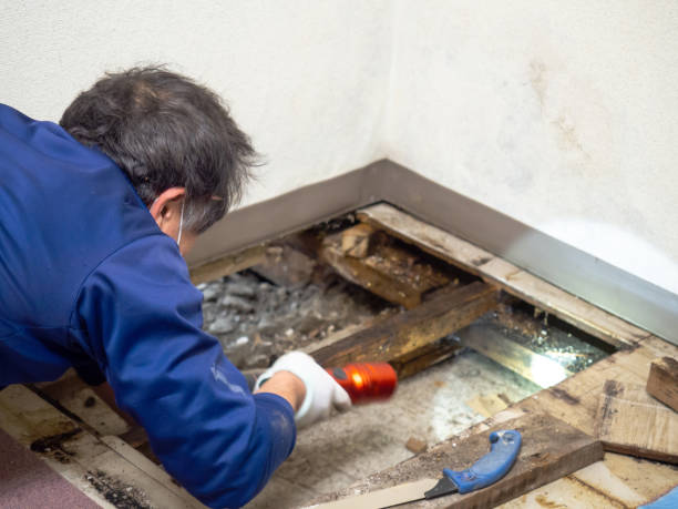 Attic Mold Removal in Ketchikan, AK