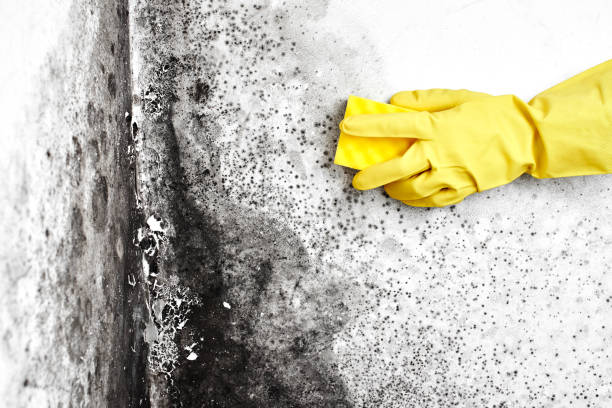 Best Mold Damage Repair  in Ketchikan, AK
