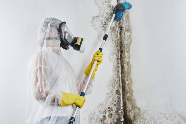 Best Mold Testing  in Ketchikan, AK