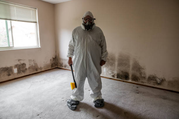 Best Home Mold Removal  in Ketchikan, AK