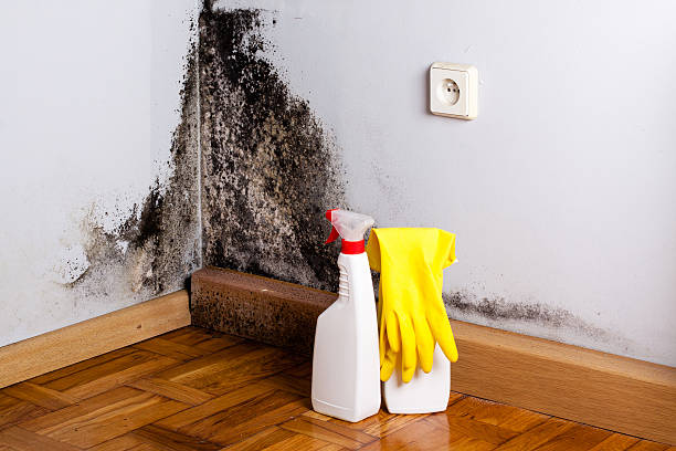Best Toxic Mold Removal  in Ketchikan, AK