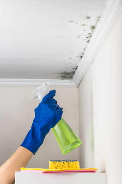 Mold Removal and Inspection in Ketchikan, AK